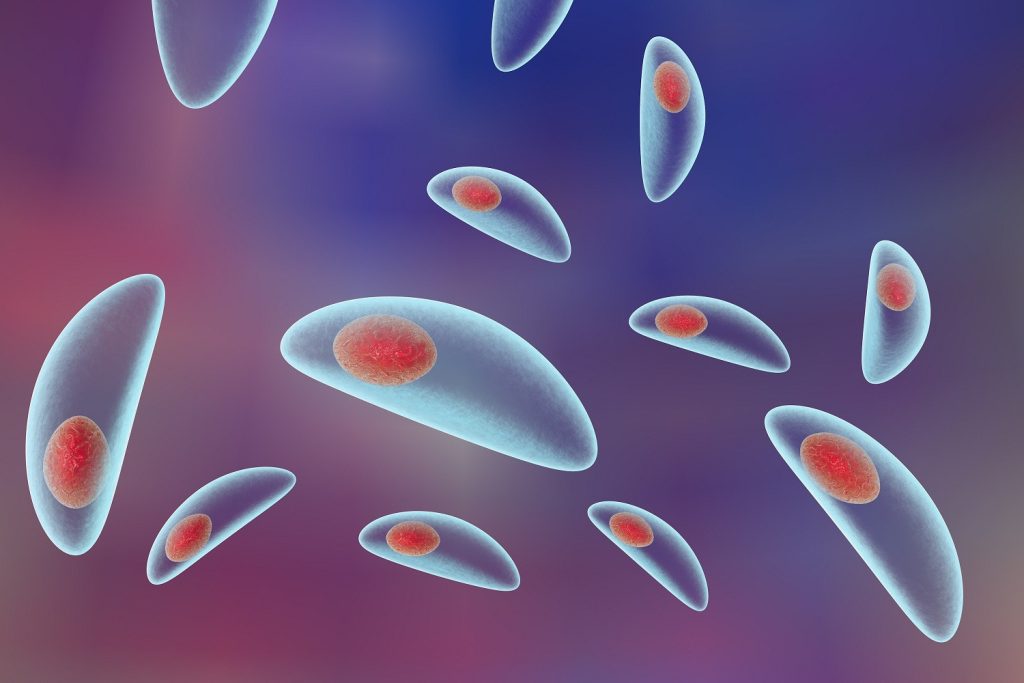 gambar ilustrasi kuman Toksoplasma
